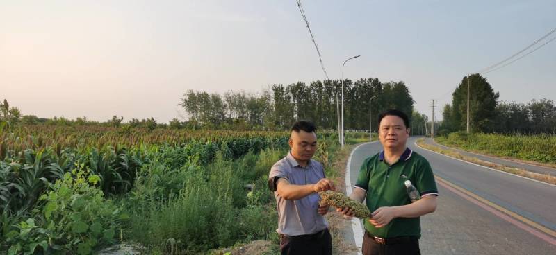 收红缨子高粱