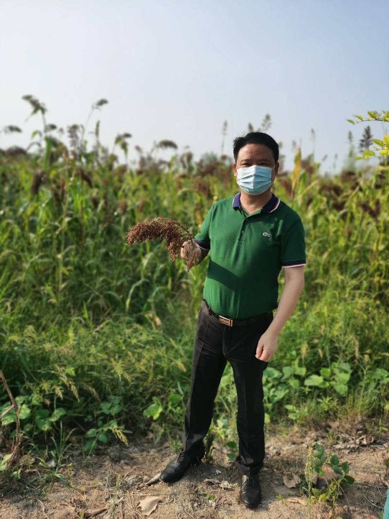 收红缨子高粱