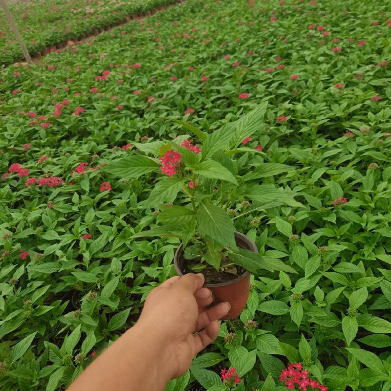 五星花，繁星花，颜色齐全，欢迎各位老板致电询价订购。。。