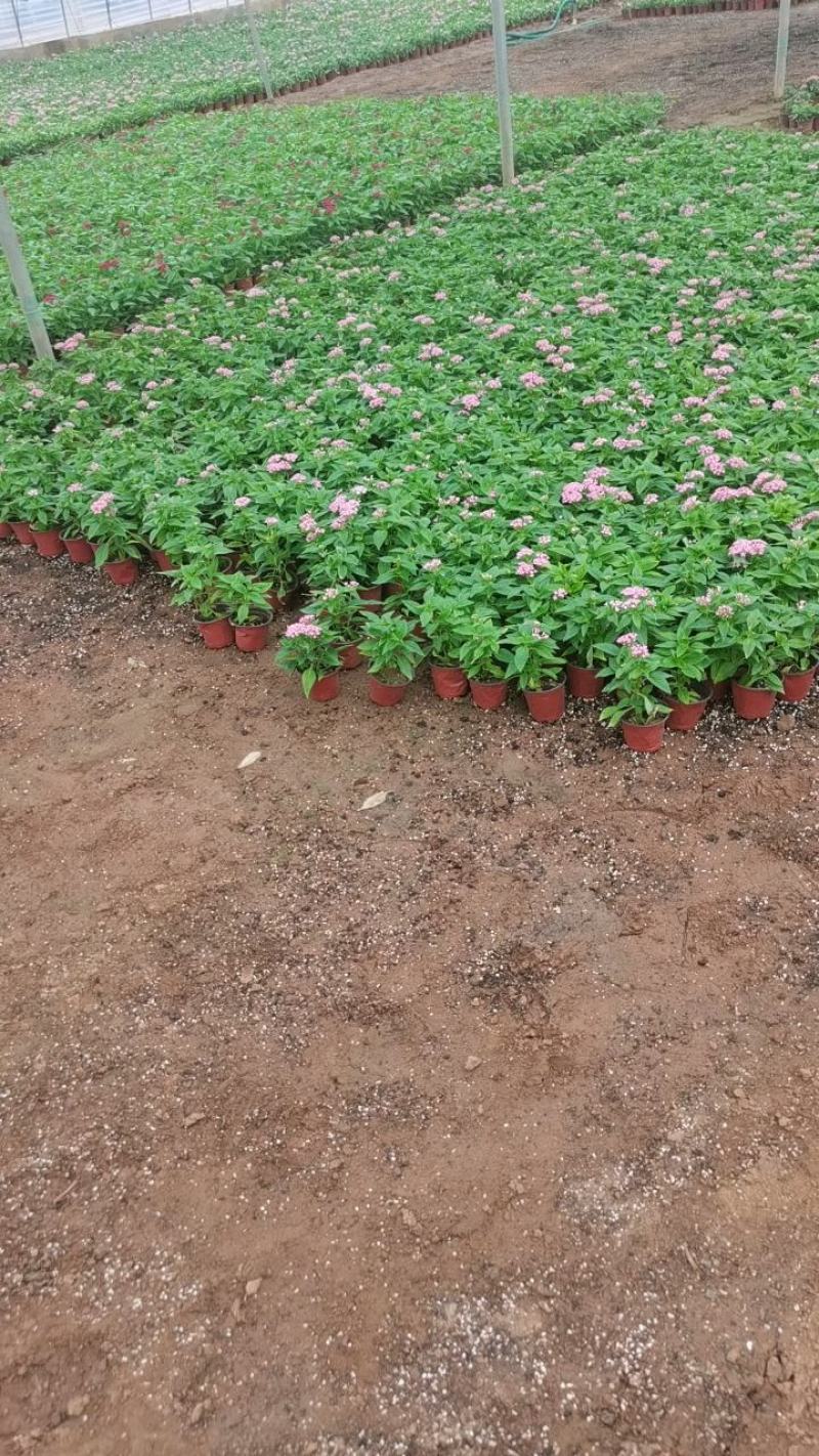 五星花，繁星花，颜色齐全，欢迎各位老板致电询价订购。。。