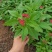 五星花，繁星花，颜色齐全，欢迎各位老板致电询价订购。。。