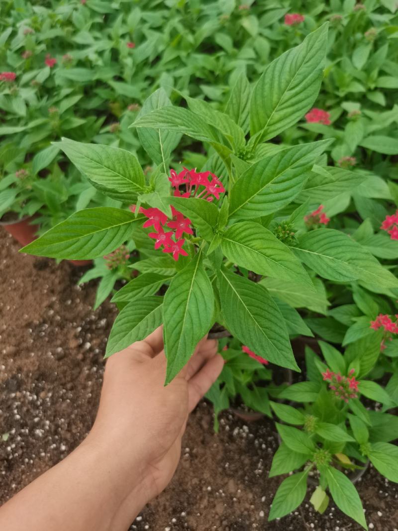 五星花，繁星花，颜色齐全，欢迎各位老板致电询价订购。。。