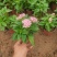 五星花，繁星花，颜色齐全，欢迎各位老板致电询价订购。。。