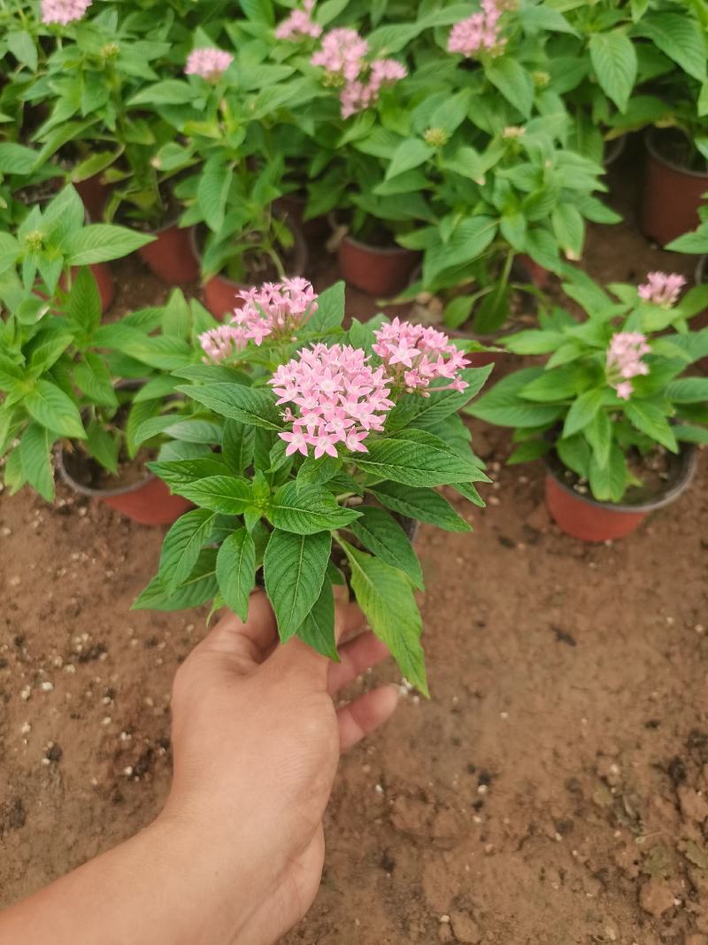 五星花，繁星花，颜色齐全，欢迎各位老板致电询价订购。。。