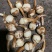 云南慈姑陆良茨菇大量上市产地现货供应，规格齐全可视频看货