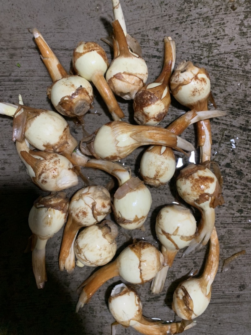 云南慈姑陆良茨菇大量上市产地现货供应，规格齐全可视频看货