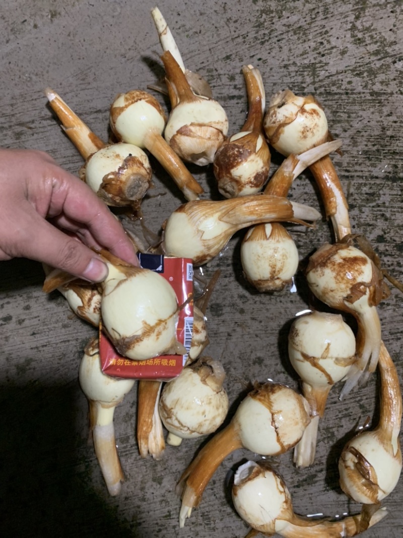 云南慈姑陆良茨菇大量上市产地现货供应，规格齐全可视频看货