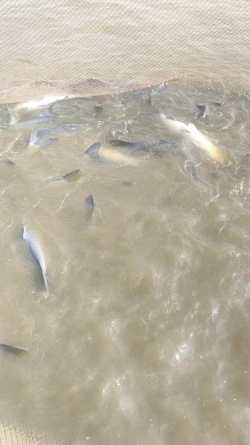 下钓池大青鱼10万斤，规格齐全，可视频看货，供应全国市场