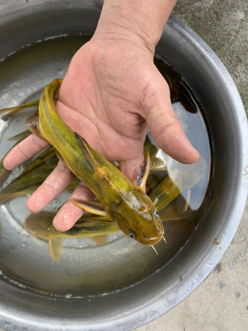 黄骨鱼苗杂交黄骨鱼苗黄辣丁苗黄丁角鱼苗活体广州包邮黄颡鱼