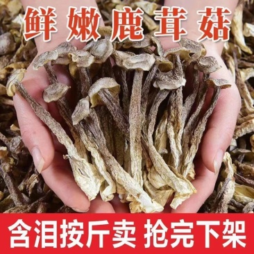 精品2023新货鹿茸菇,农家自种,整朵,碎菇,菌香浓郁
