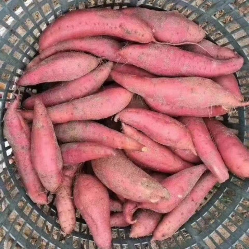 沙地红薯西瓜红红薯大量上市量大从优欢迎来电