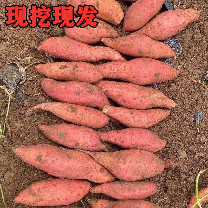 沙地红薯西瓜红红薯大量上市量大从优欢迎来电