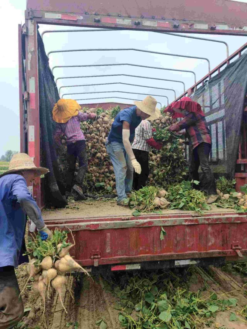 湖北天门现挖凉薯豆薯新鲜白地瓜沙葛现货质量保证