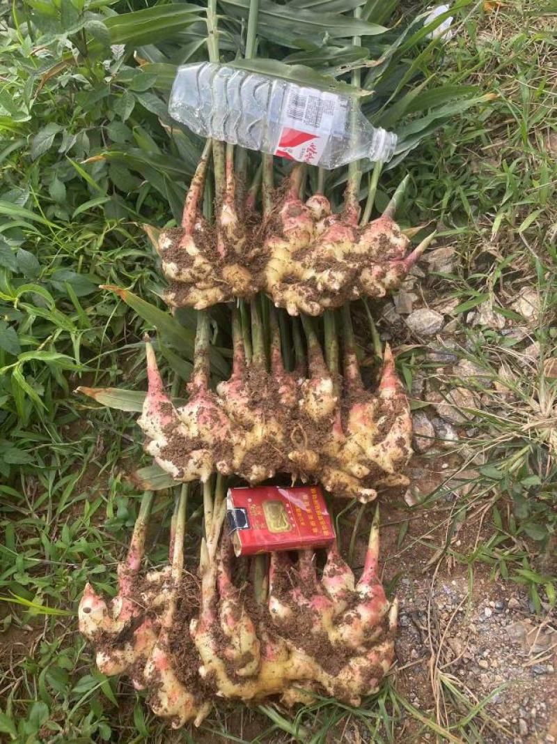 云南小黄姜