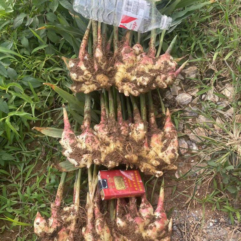 云南小黄姜
