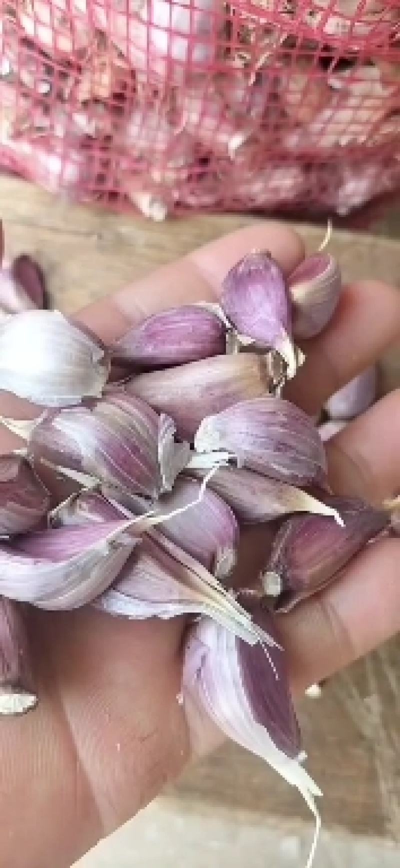 精品川蒜种，红根蒜苗种。