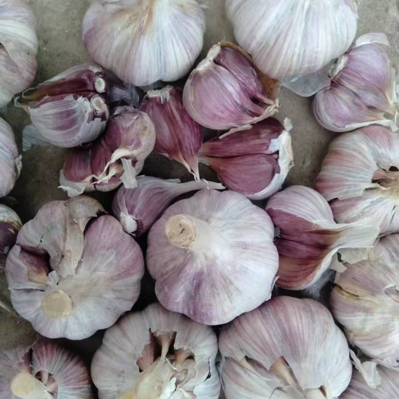 精品川蒜种，红根蒜苗种。