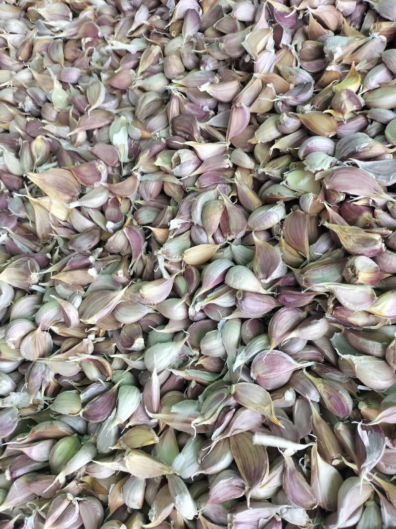 精品川蒜种，红根蒜苗种。