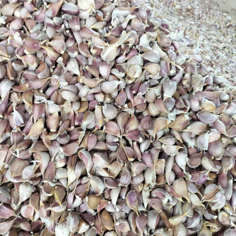精品川蒜种，红根蒜苗种。