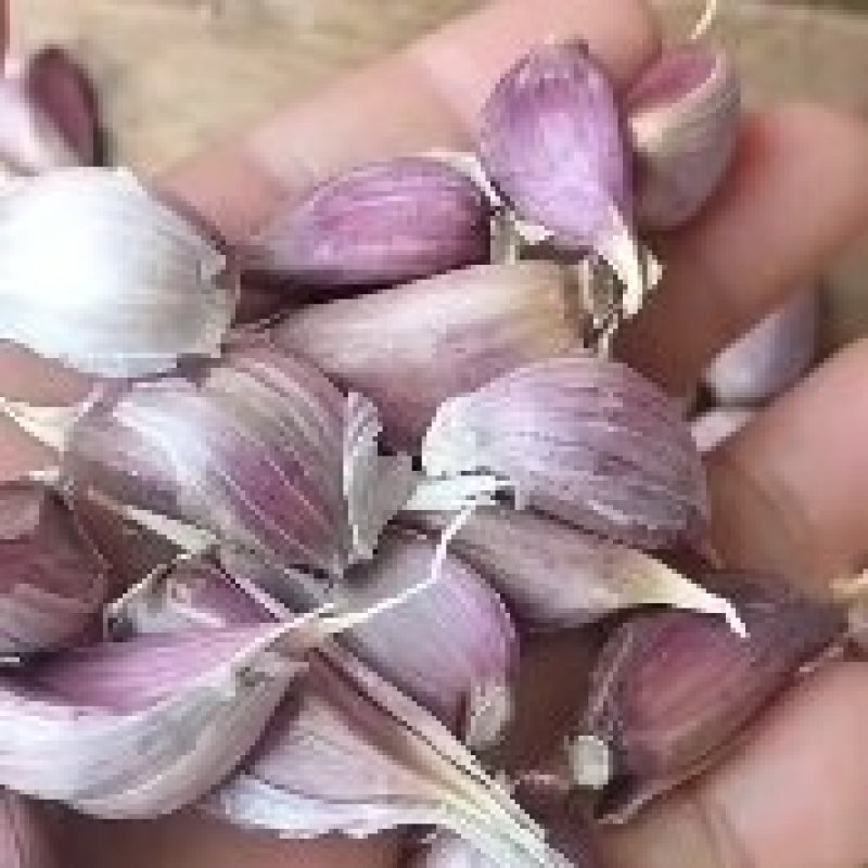 精品川蒜种，红根蒜苗种。