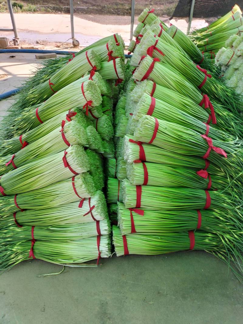 精品川蒜种，红根蒜苗种。