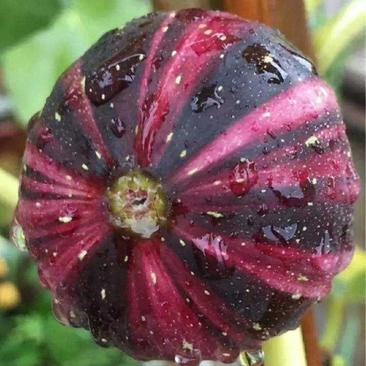 波姬红日本紫果金傲芬巴劳奈适合南北种植大棚种植