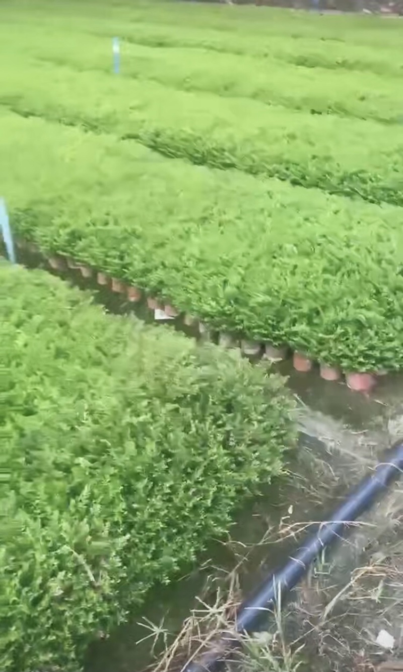 满天星基地，精品满天星。