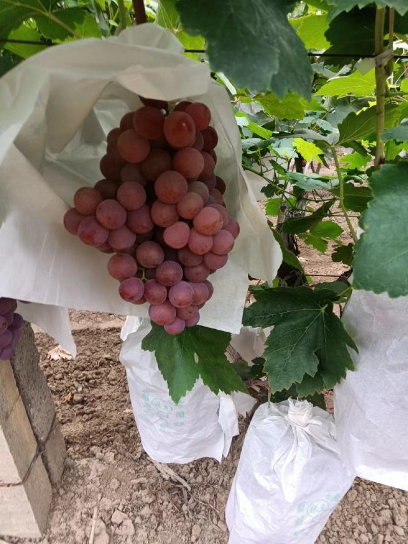 陕西渭南红提葡萄大量上市口感香甜糖度高