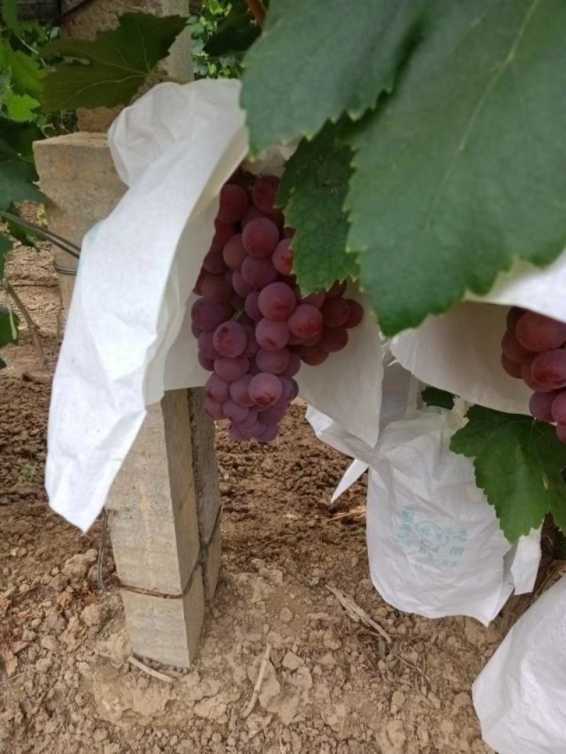 陕西渭南红提葡萄大量上市口感香甜糖度高
