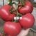 西红柿苗粉果番茄苗大果型硬度好耐高温抗死棵