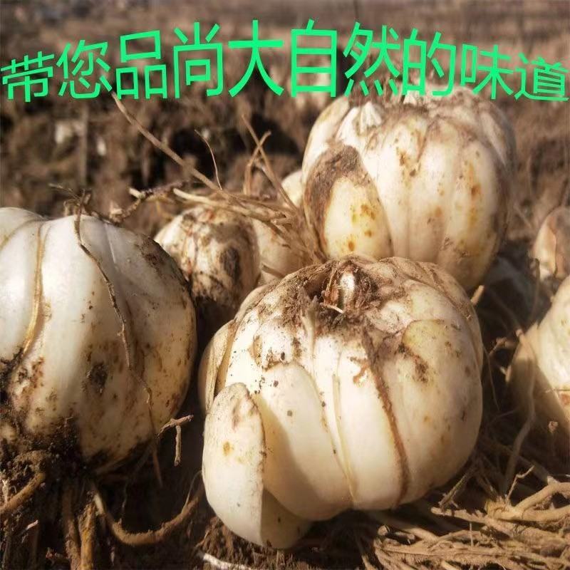 礼盒装兰州甜百合两头三头四头产地发货