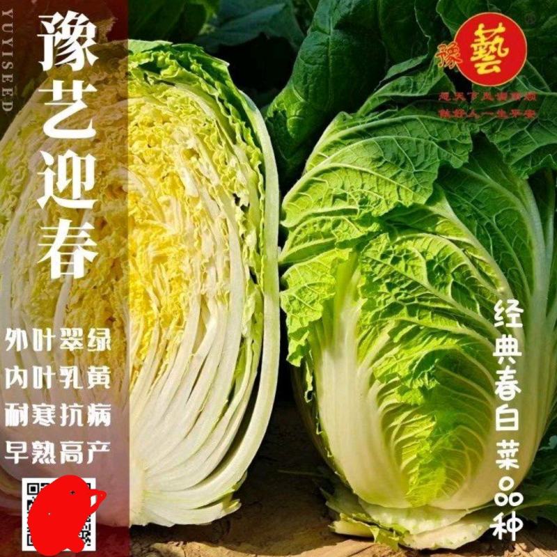 豫艺迎春白菜种子早熟炮弹形内叶乳黄产量7000公斤结球能
