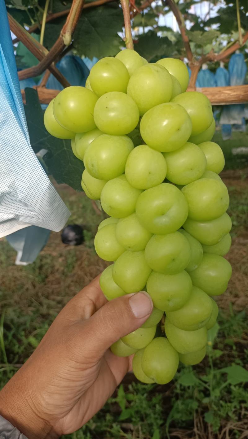阳光玫瑰
