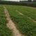 草莓苗繁殖苗绿化苗品种齐全产地一首货源