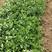 草莓苗繁殖苗绿化苗品种齐全产地一首货源