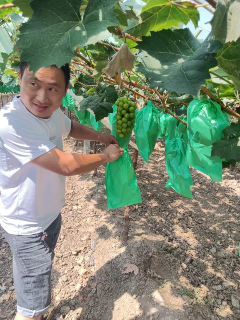 阳光玫瑰葡萄大量上市今年阳光玫瑰葡萄价格亲民