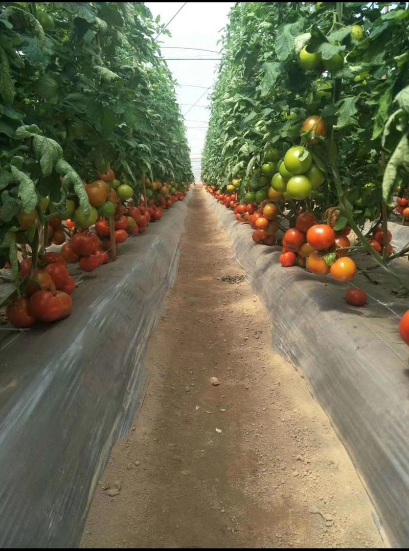 包邮，普罗旺斯口感番茄苗——一直专注于口感番茄的培育。