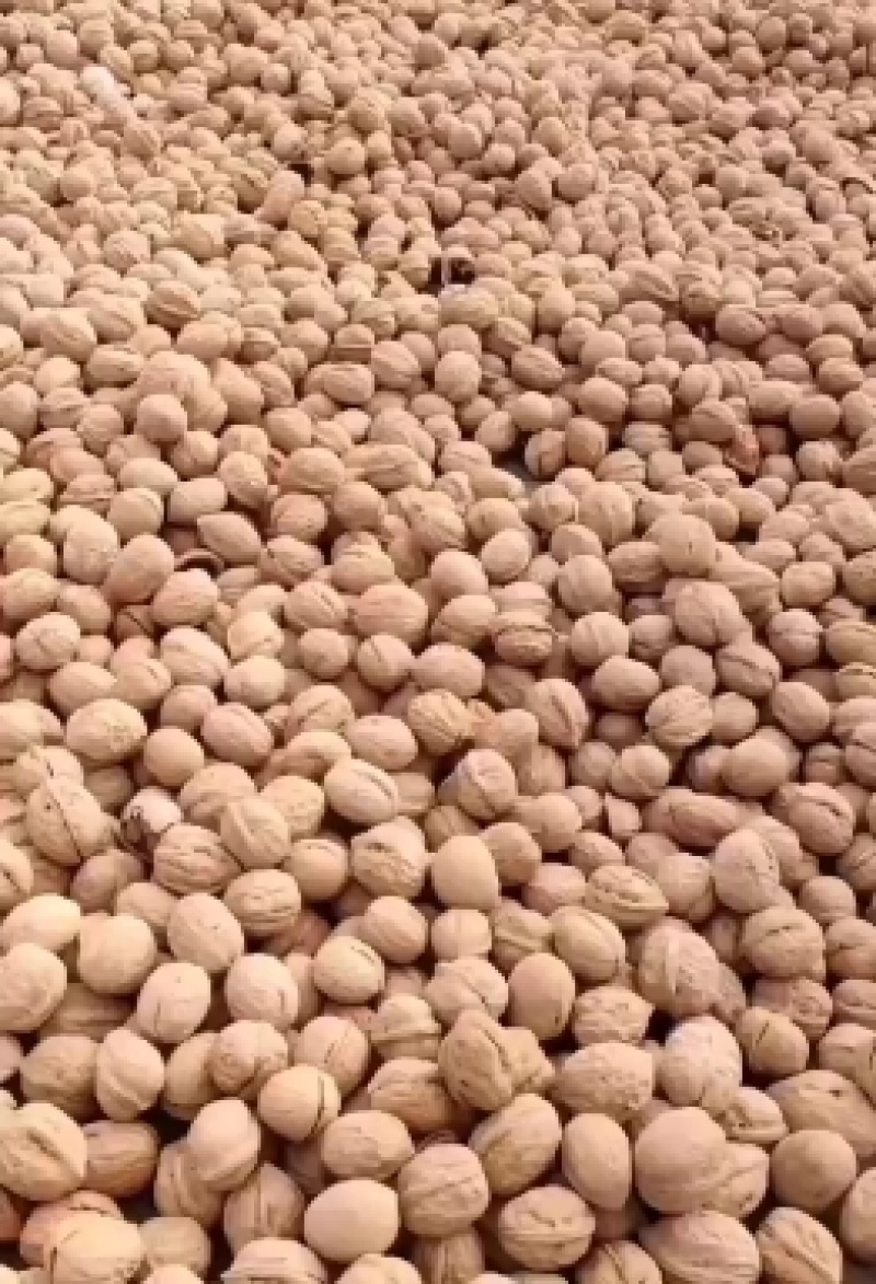 薄皮纸皮干核桃，产地规格品种齐全，货量大，白仁为主