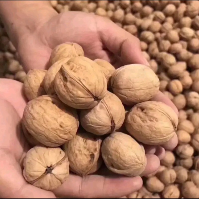 薄皮纸皮干核桃，产地规格品种齐全，货量大，白仁为主