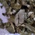 淫羊藿仙灵脾柔毛淫羊藿薄叶无杂质