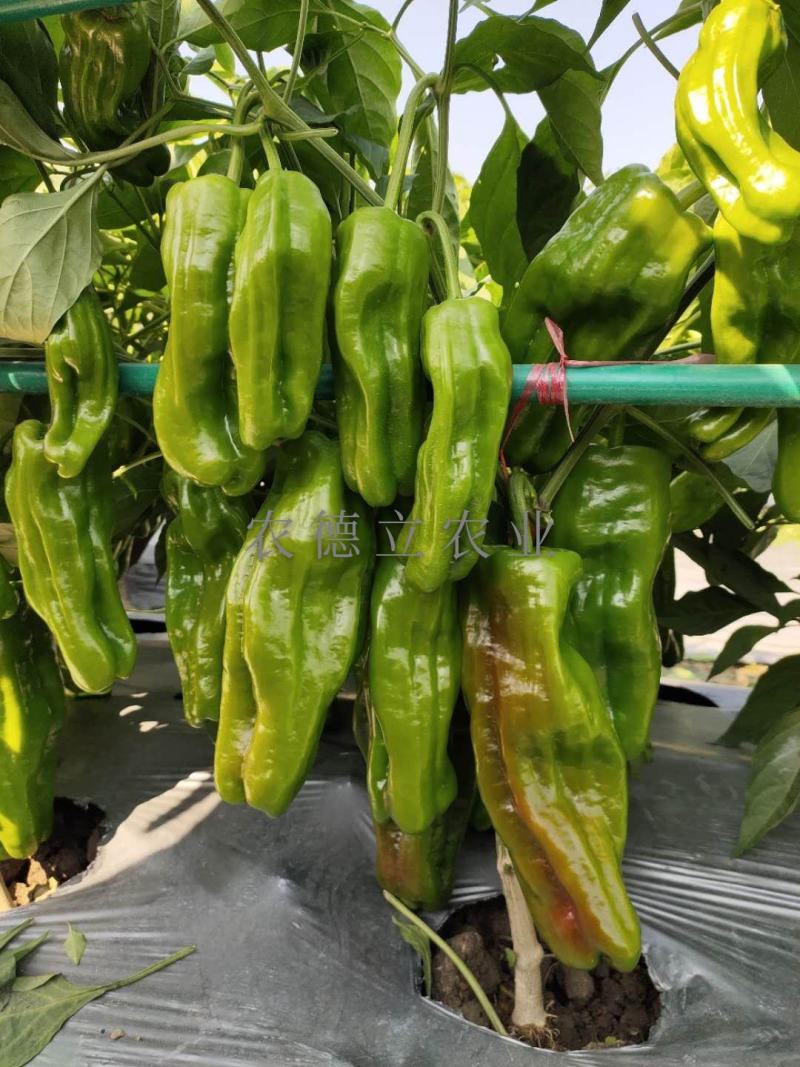 辣椒苗二荆条苗线椒苗螺丝椒苗薄皮椒苗
