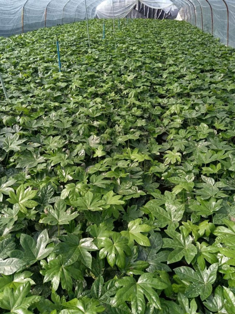 郫县八角金盘种植户，成都八角金盘价格低，八角金盘批发价格