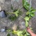 郫县八角金盘种植户，成都八角金盘价格低，八角金盘批发价格