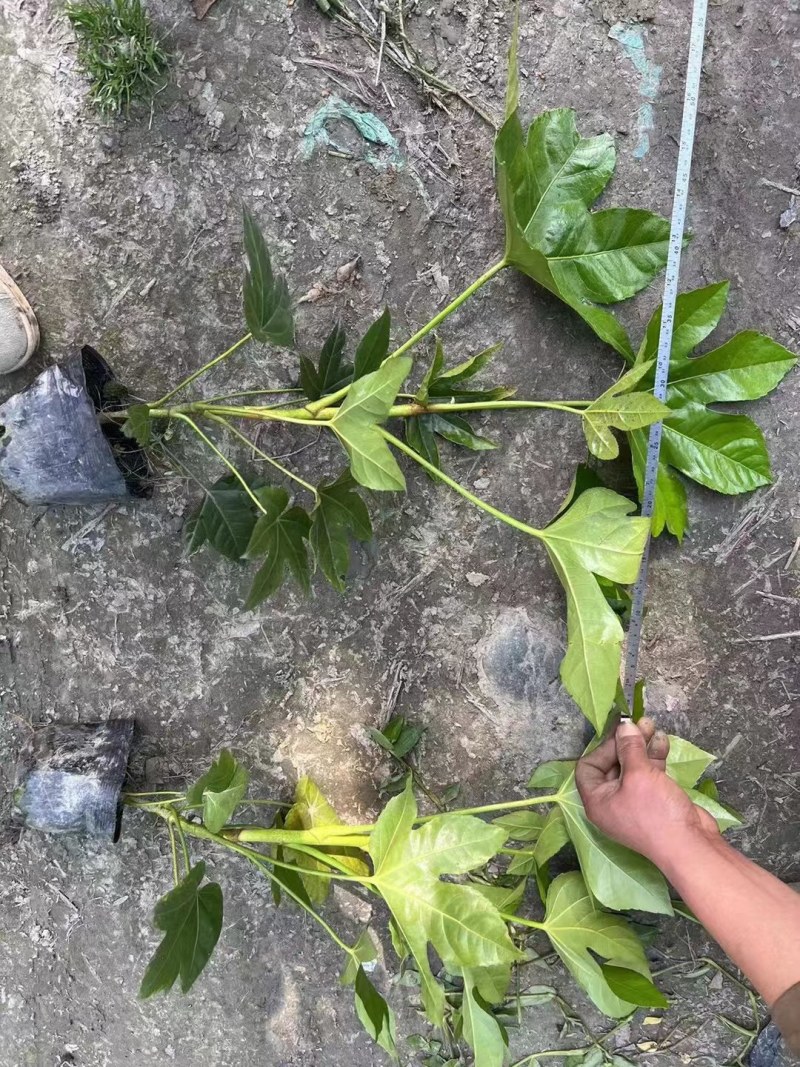 郫县八角金盘种植户，成都八角金盘价格低，八角金盘批发价格