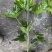 郫县八角金盘种植户，成都八角金盘价格低，八角金盘批发价格