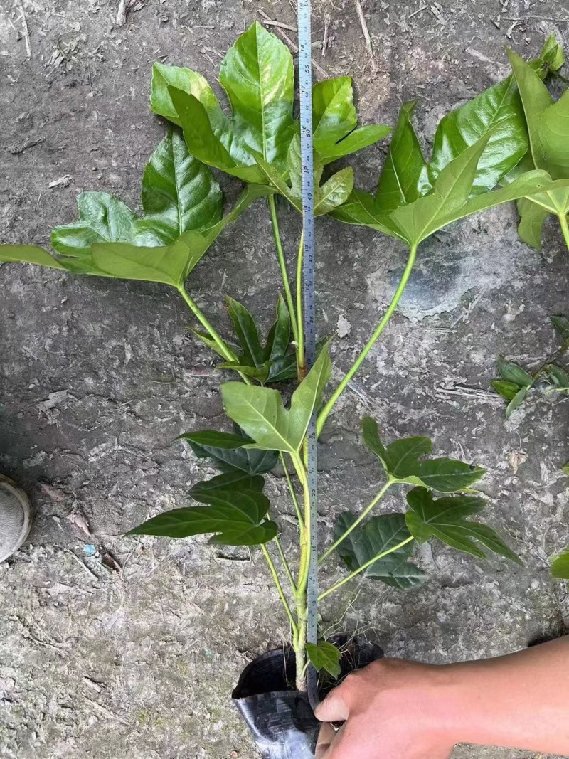 郫县八角金盘种植户，成都八角金盘价格低，八角金盘批发价格