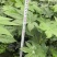 郫县八角金盘种植户，成都八角金盘价格低，八角金盘批发价格