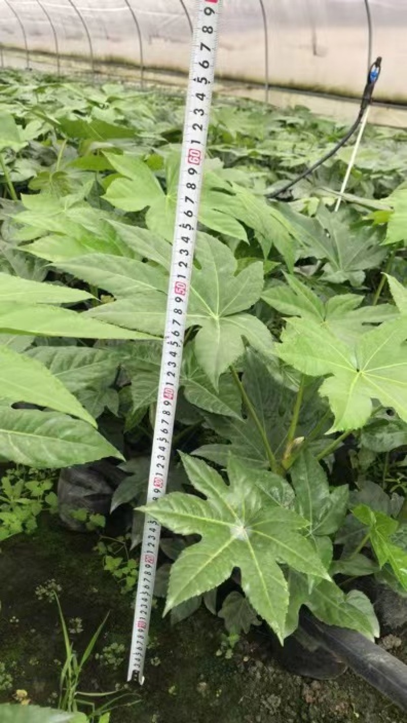 郫县八角金盘种植户，成都八角金盘价格低，八角金盘批发价格