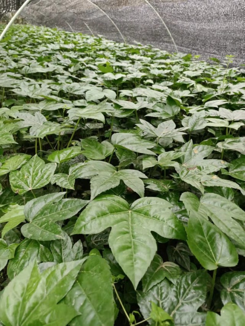 郫县八角金盘种植户，成都八角金盘价格低，八角金盘批发价格