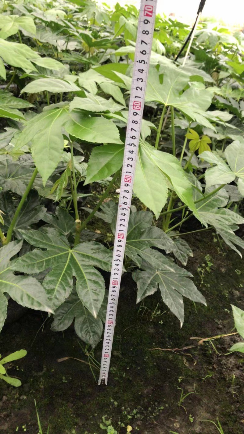 郫县八角金盘种植户，成都八角金盘价格低，八角金盘批发价格